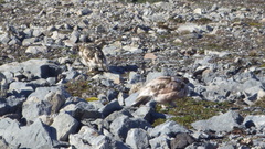 Lagopus muta hyperborea