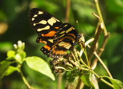 Lycorea halia cleobaea