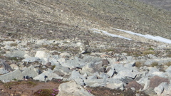 Lagopus muta hyperborea