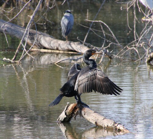 iNaturalist observation photo of Double-crested Cormorant
