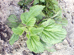 Urtica australis, photograph author not stated, no rights reserved