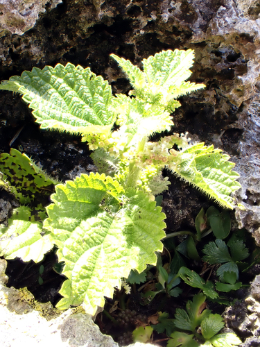 Urtica australis, photograph 4