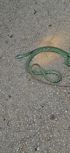 Western Green Mamba
