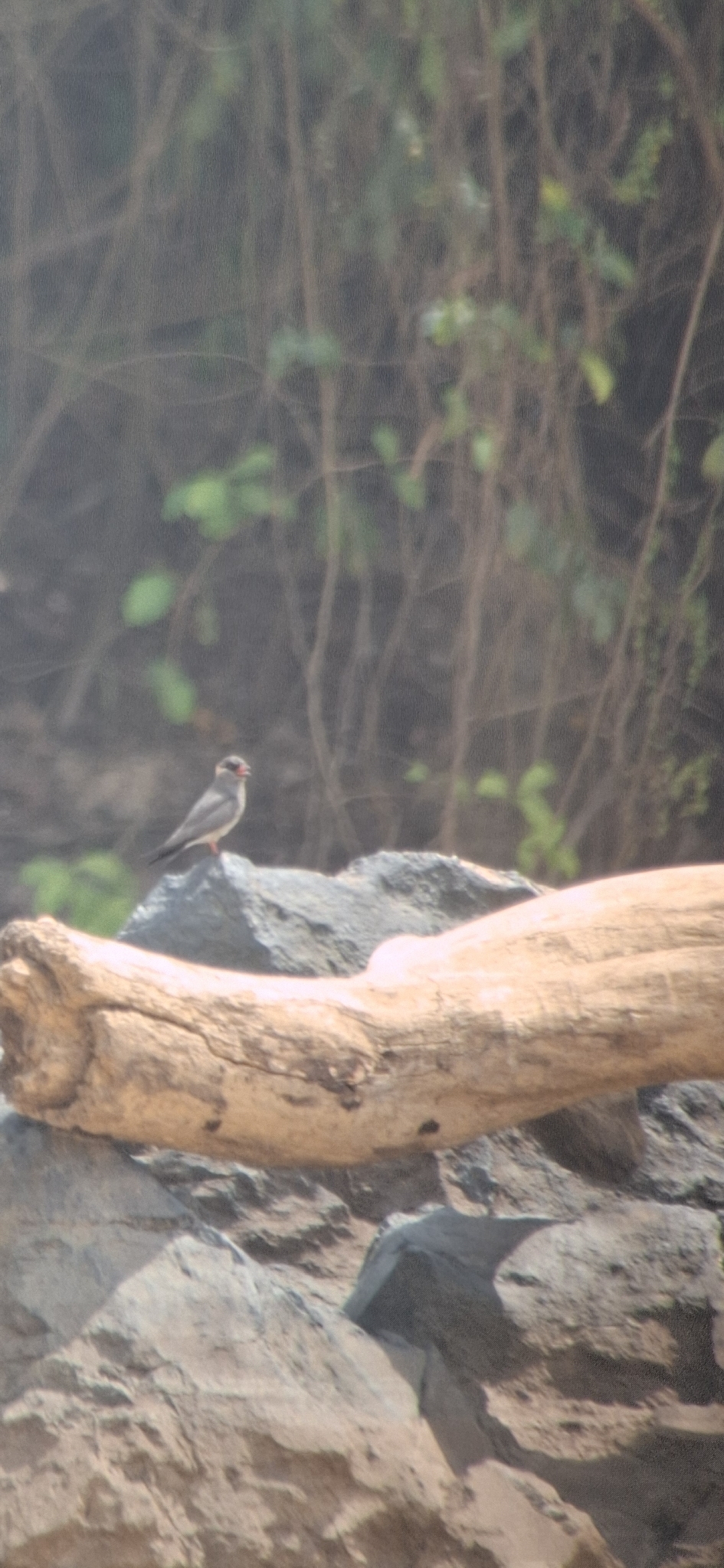 Rock Pratincole (Glareola nuchalis), photo 1