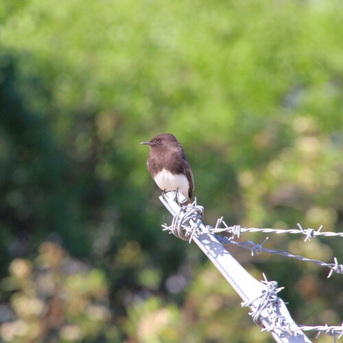 iNaturalist observation photo of Black Phoebe