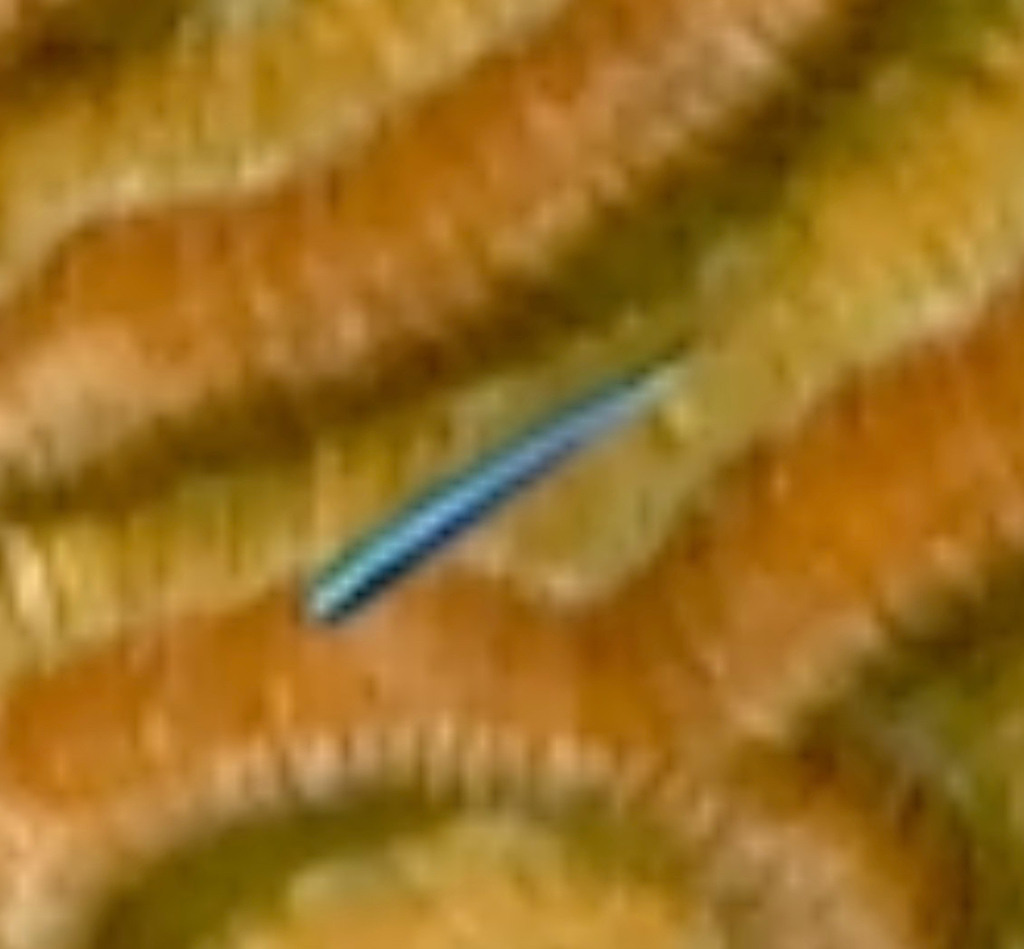 Neon goby (Elacatinus oceanops) — Gobiidae