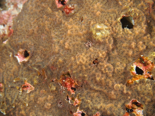 Pavona chiriquiensis observed 2026-02-09