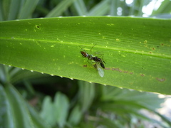 Cosmophasis valerieae