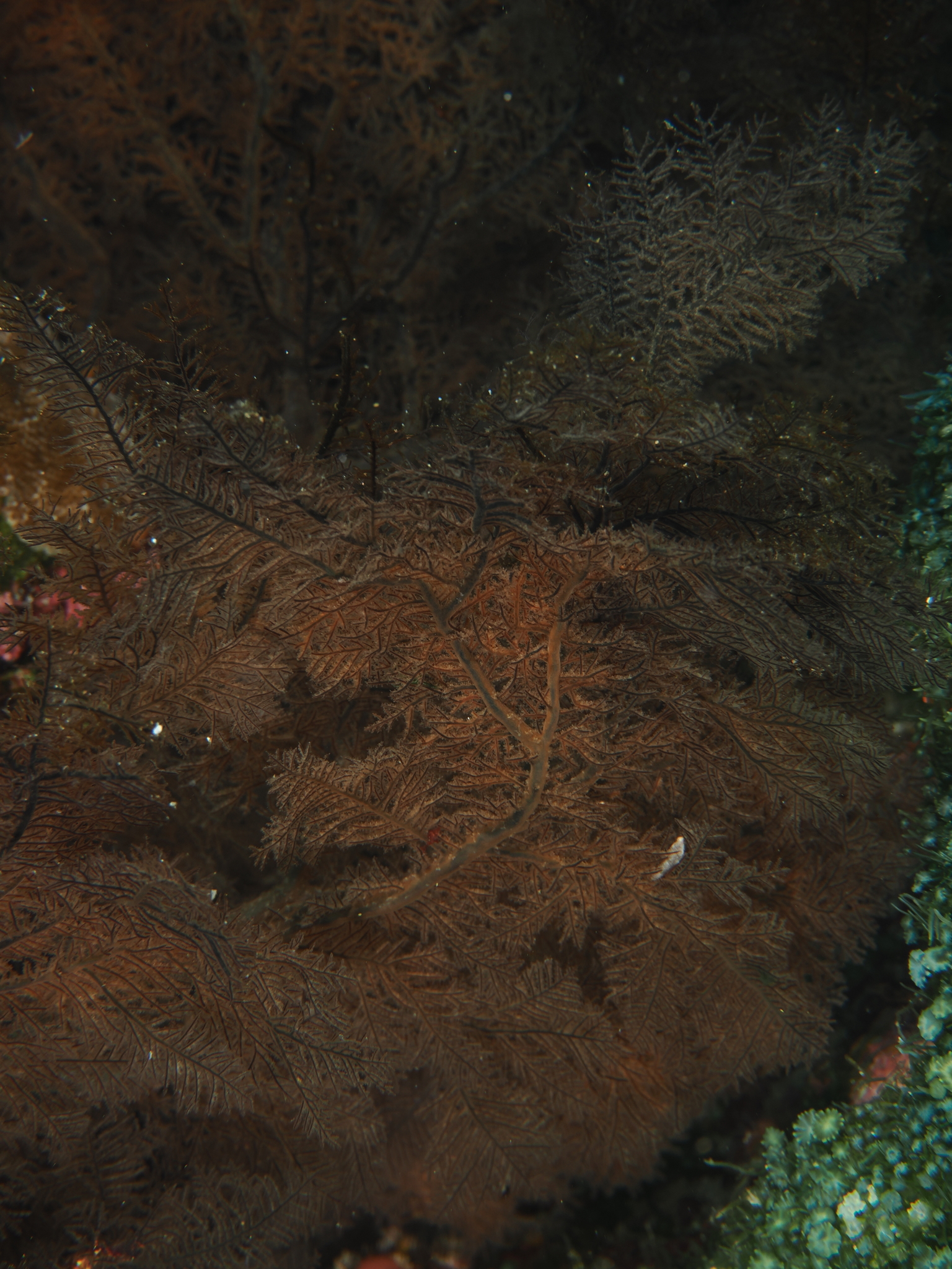 Myriopathes panamensis (Verrill, 1869)