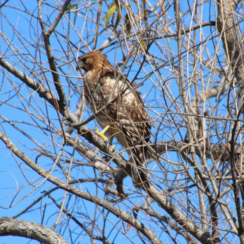 iNaturalist observation photo of Red-shouldered Hawk