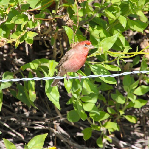 iNaturalist observation photo of House Finch