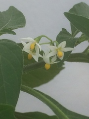 Solanum americanum