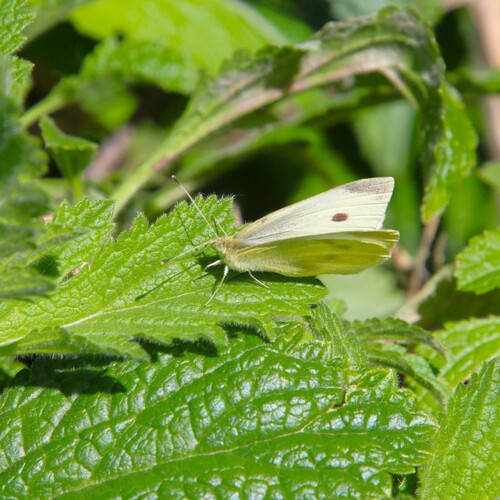 iNaturalist observation photo of Small White