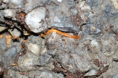 Cryptopidae