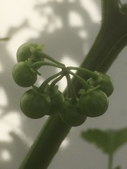 Solanum americanum