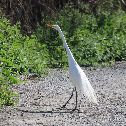 iNaturalist observation photo of Great Egret