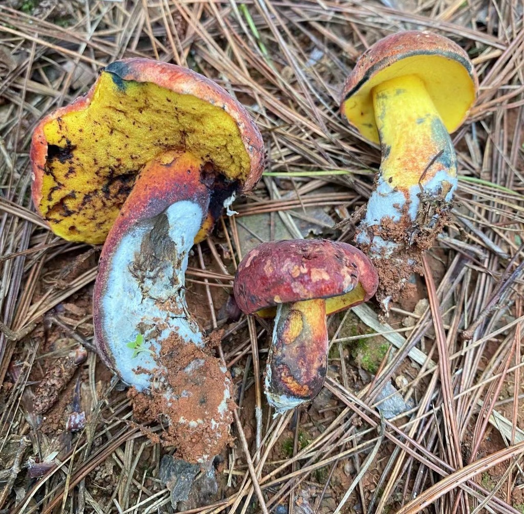 Neoboletus flavidus