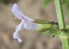 Salvia runcinata