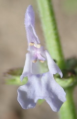 Salvia runcinata