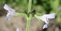 Salvia runcinata