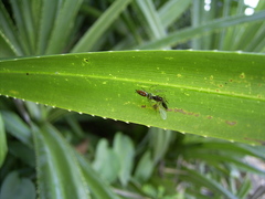 Cosmophasis valerieae