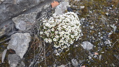 Arenaria pseudofrigida