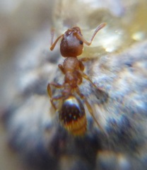 Temnothorax crassispinus