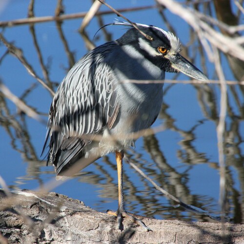 iNaturalist observation photo of Yellow-crowned Night Heron