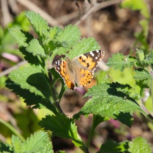 iNaturalist observation photo of Painted Lady