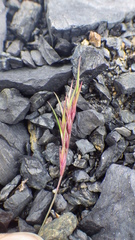 Festuca viviparoidea