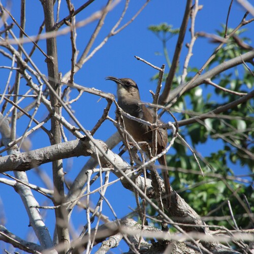 iNaturalist observation photo of California Thrasher