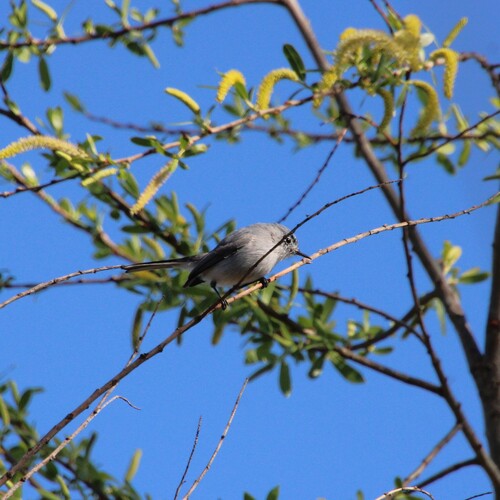 iNaturalist observation photo of Blue-gray Gnatcatcher