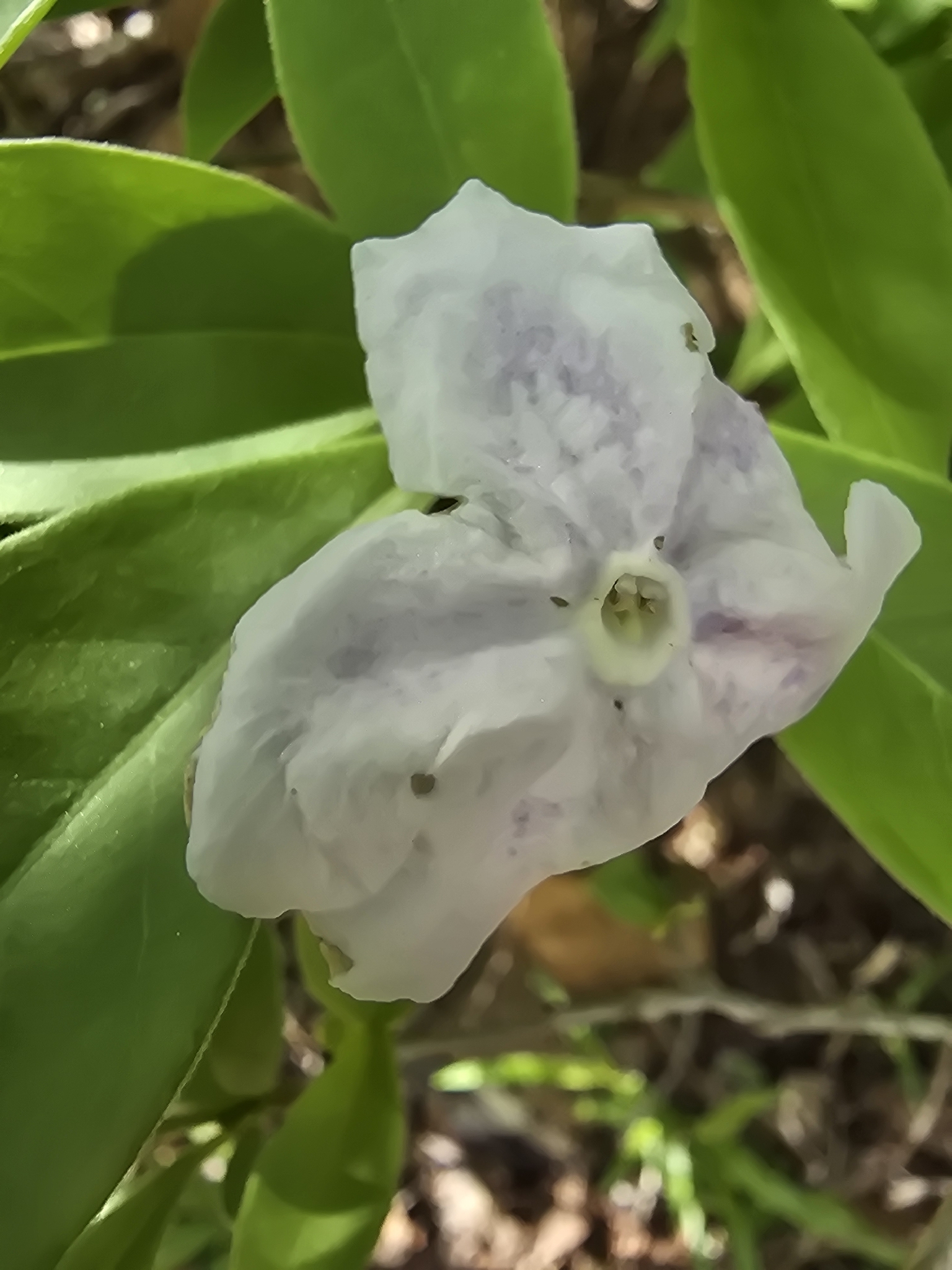 Brunfelsia uniflora