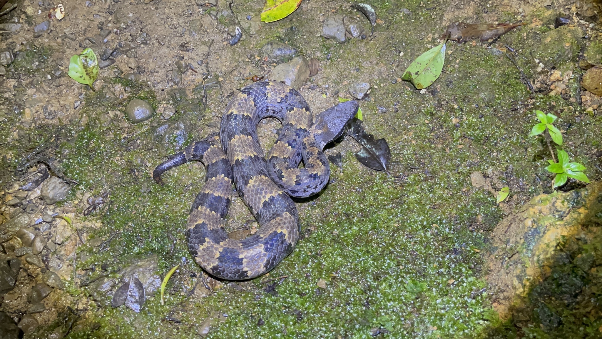 Chasen's Mountain Pitviper