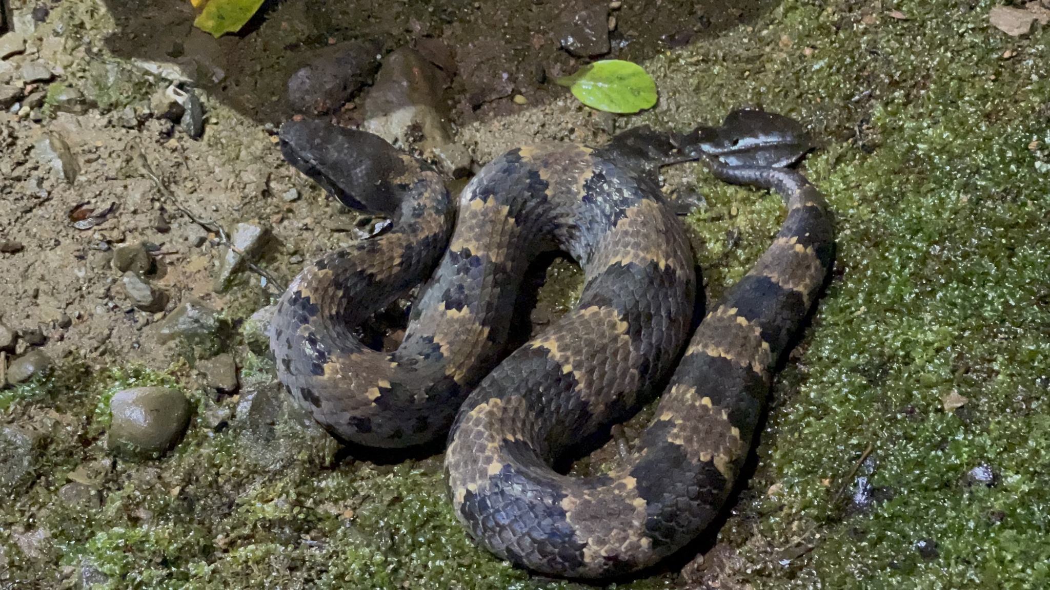Chasen's Mountain Pitviper photo 2