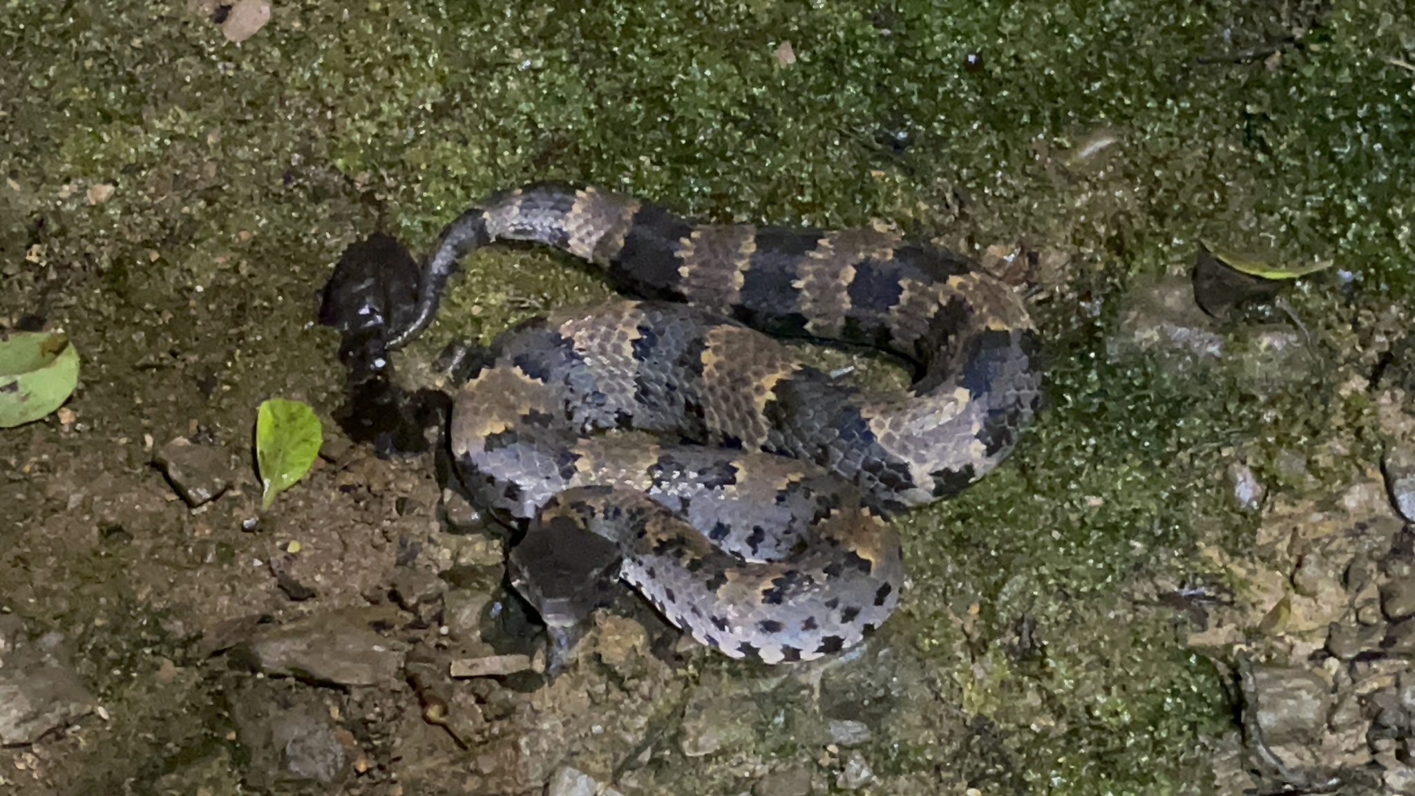 Chasen's Mountain Pitviper photo 3