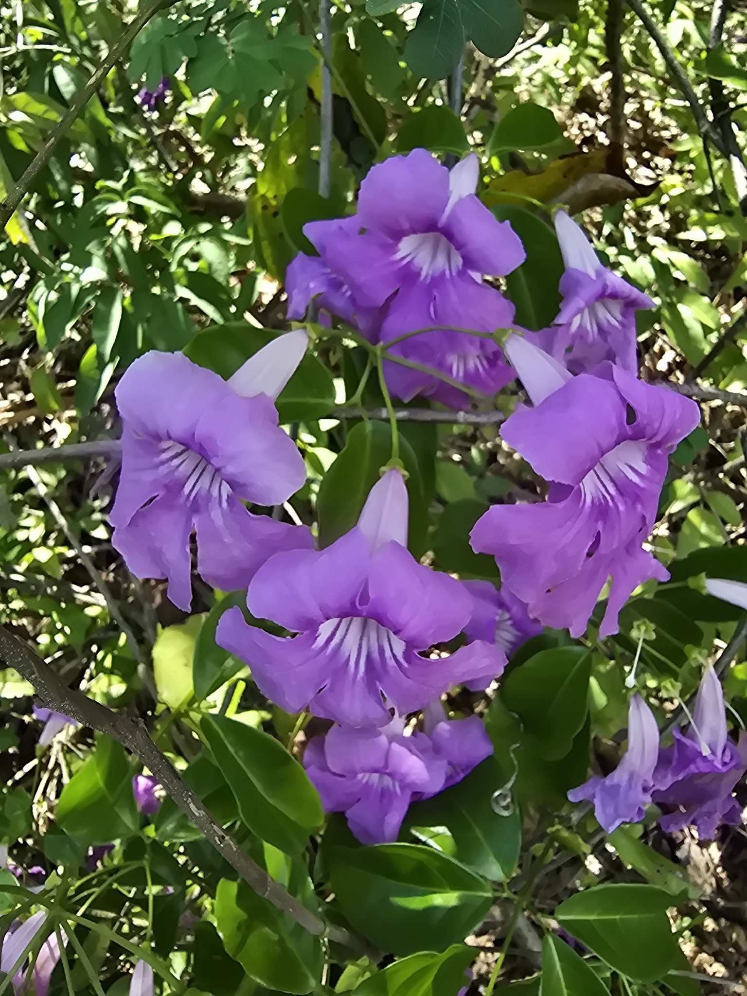 Bignonia noterophila
