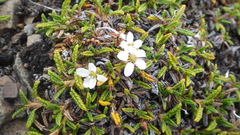 Arenaria pseudofrigida