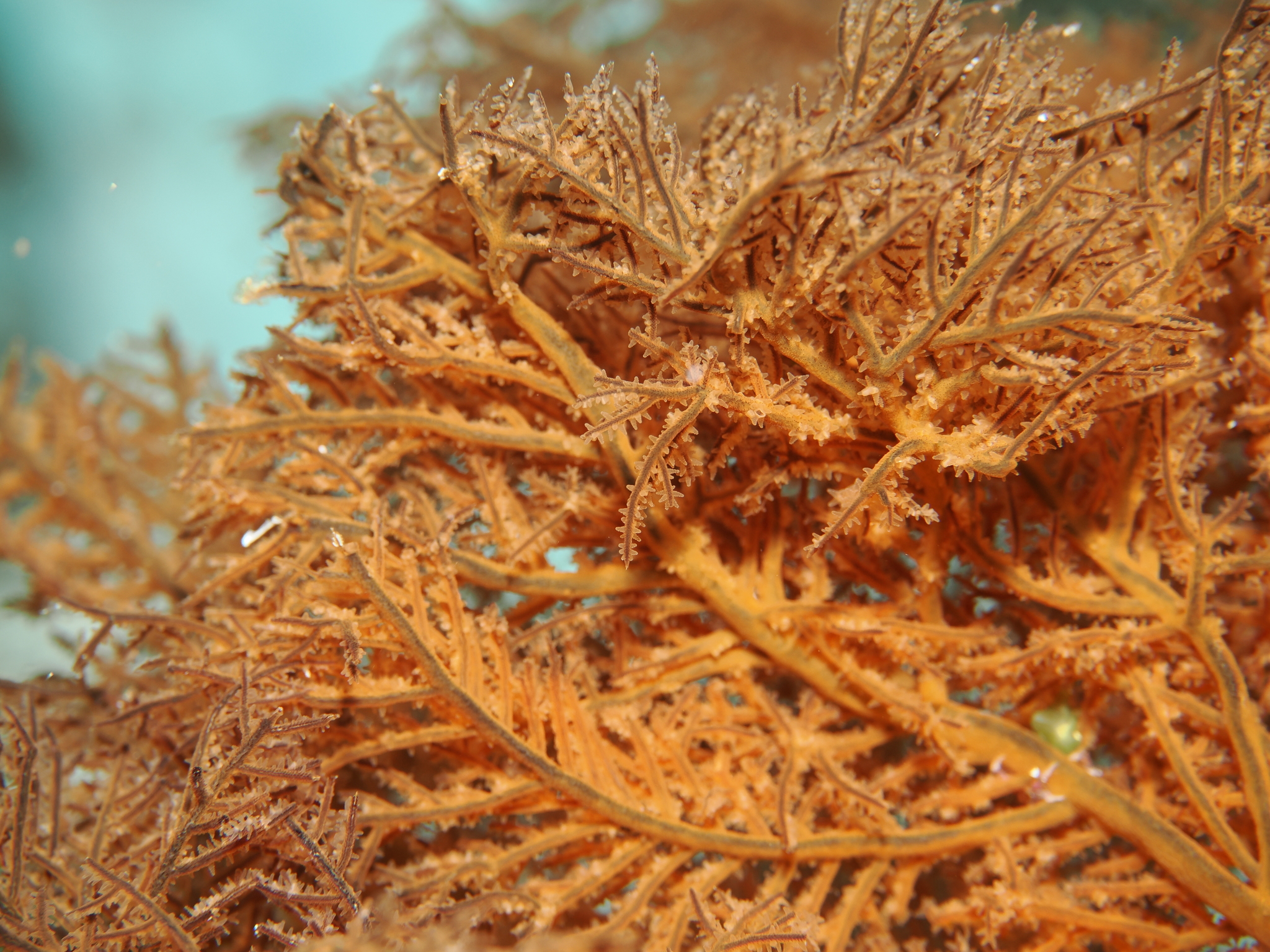 Myriopathes panamensis (Verrill, 1869)