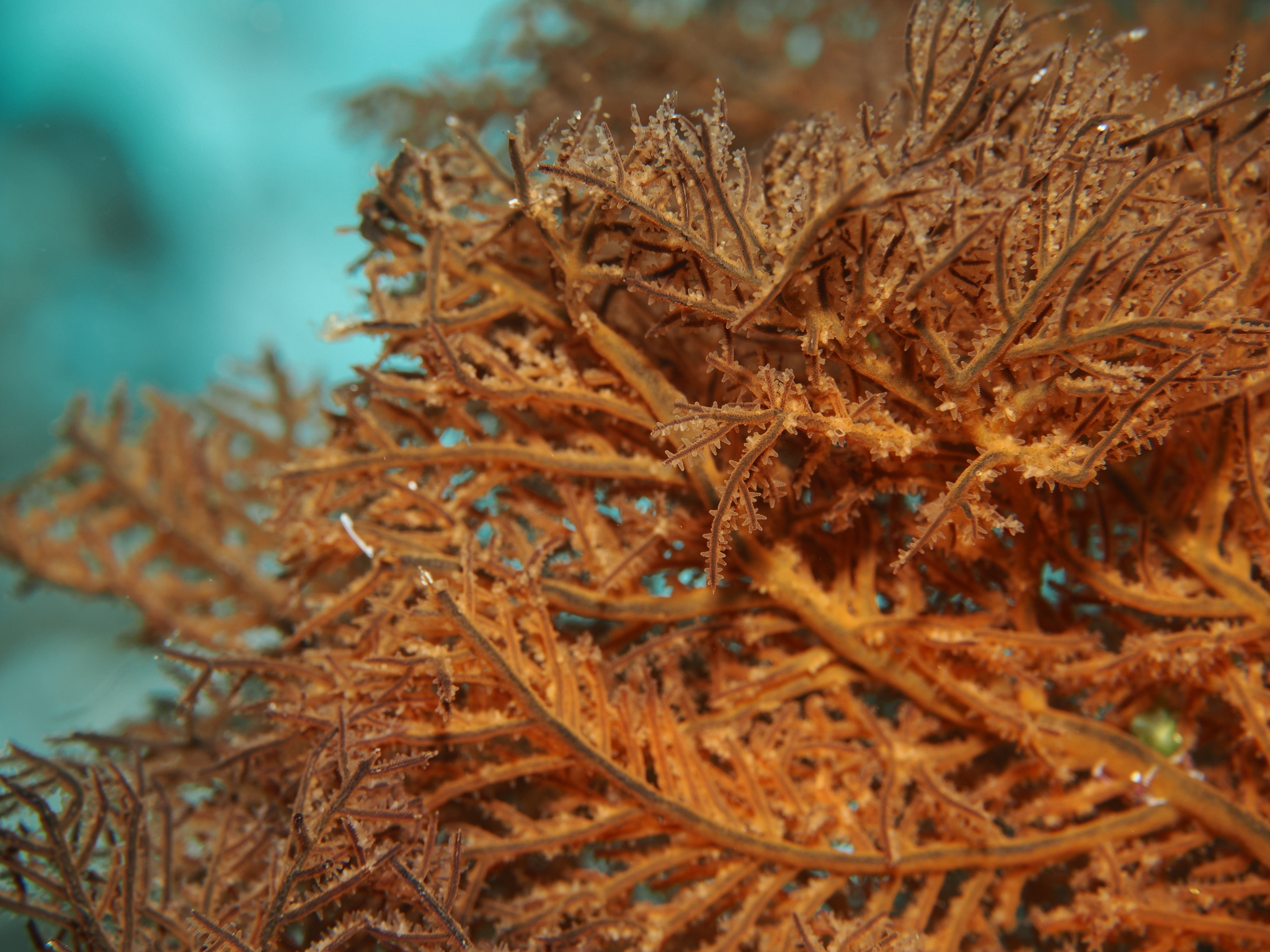 Myriopathes panamensis (Verrill, 1869)