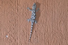 Hemidactylus platycephalus