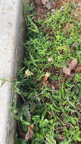 Tridax procumbens observed 2026-02-14