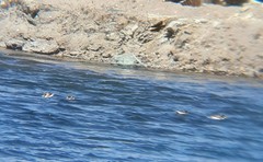 Anas flavirostris oxyptera