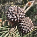 Allocasuarina - Photo (c) bellacorella, some rights reserved (CC BY-NC), uploaded by bellacorella