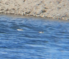 Anas flavirostris oxyptera