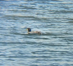 Fulica cornuta