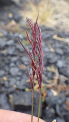 Festuca viviparoidea