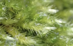 Brachythecium glareosum