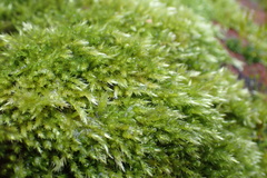 Brachythecium glareosum