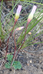 Oxalis imbricata
